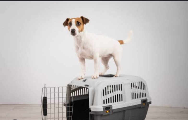 CAIXA DE TRANSPORTE PET